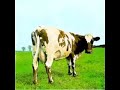 Pink Floyd - If & One Of These Days -vinyl