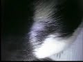 Rat Play Rat Play