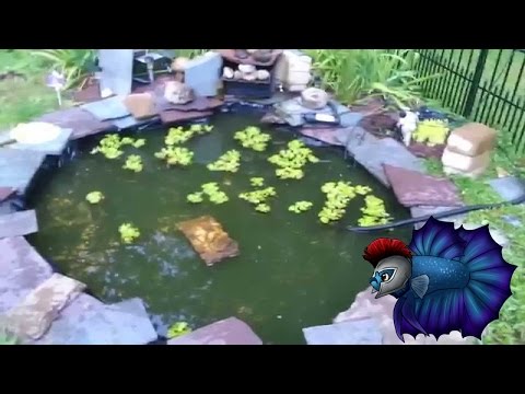 how to drain fish pond