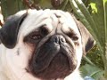 CARLINO PUGS PUPPIES by Eduardo Durán Haedo