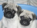 CARLINO PUGS PUPPIES by Eduardo Durán Haedo CARLINO PUGS PUPPIES by Eduardo Durán Haedo