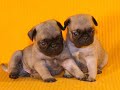 CARLINO PUGS PUPPIES by Eduardo Durán Haedo