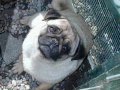 CARLINO PUGS PUPPIES by Eduardo Durán Haedo
