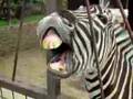 Video de una divertida cebra a la que dan de comer en un zool�gico