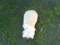 this is a video of my rabbit, i didn't hurt him, he has middle ear dissease which means that he's lost loads of balance and finds it hard to walk in a straight line. this was a VERY lucky shot!directed, filmed, casted, catered, written and uploaded by nick Souter :)