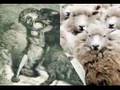 Bing�l �obanlar�
