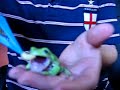 Chewi rips into a waxworm and nearly rips off my Fingertip!