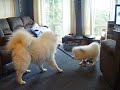 Sam and Oscar Playing Tug