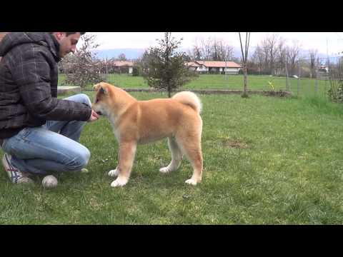 how to train akita puppies
