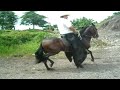 Caballo Onasis de la caba�a (IV)