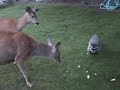 Deer vs Raccoon
