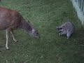 Deer vs Raccoon