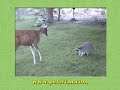 Deer vs Raccoon