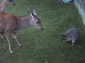 Deer vs Raccoon