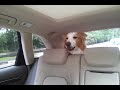 Click here to watch this video ボーダーコリー クッキーのおねだり