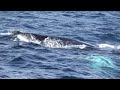 OBriens whale wathcing - Bay Newfoundland and Labrador