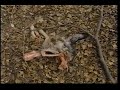 Amur Leopard Eat Dog