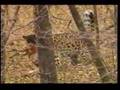 Amur Leopard Eat Dog