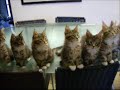 8 gatitos al ritmo de la música