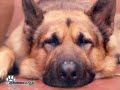 Perros divertidos y graciosos!!! stan re wenos!!