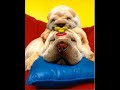 perros chistosos