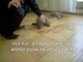 videos de komisariat część1 z napisami.wmv