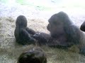 Mother & Baby Silverback gorilla playing Mother & Baby Silverback gorilla playing