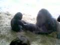Mother & Baby Silverback gorilla playing