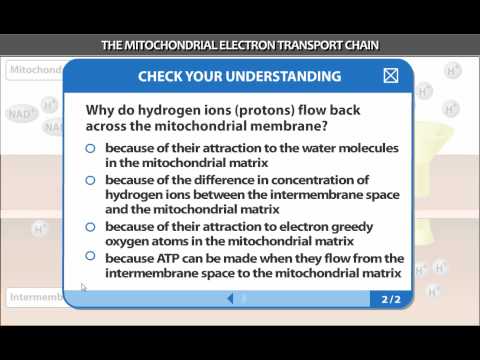ELECTRON TRANSPORT CHAIN.mp4