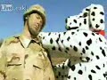 puppy-throws-us-marine-david-mortari-off-cliff.html