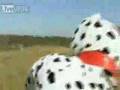 Puppy throws US Marine David Mortari off cliff