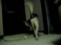 rebal video