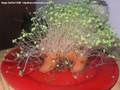 videos de Andy takes a photo of his Chia pet twice a day for 31 days
