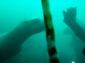 Dancing with Sea Lions