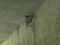 Barn Swallows of Humble Place