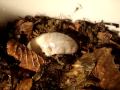 Larva --Dynastes hercules