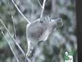 Most extreame animals
