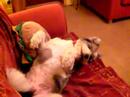 sophie lounging 2