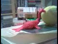 The adventures of Nessie