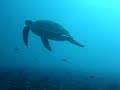 Beautiful Turtle 10 Feet