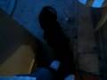 videos de Mi perro cuco