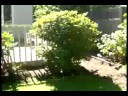 White Brown Ninja Trailer