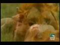 videos de carnivorous/animal planet/predador/lions/therion
