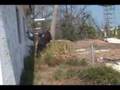 305 Films Presents: Paint Gatting and What Not