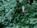 Flock of Hummingbirds