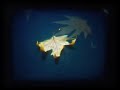 a super8 movie i shot at autumn 2004 for clogs, a wonderful band from ny, a song extract from their fourth album, 'lantern' on brassland records