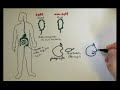 Watch 'What is Immunology - Overview'