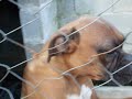 boxer lindo e carinhoso procura lar