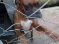boxer lindo e carinhoso procura lar