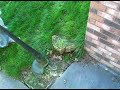 How to Use an Electric Grass Trimmer : How to Use an Electric Trimmer How to Use an Electric Grass Trimmer : How to Use an Electric Trimmer